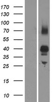 OR2AG1 Human Over-expression Lysate