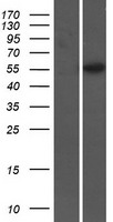 Glycoprotein 2 (GP2) Human Over-expression Lysate