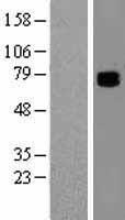 COL9A3 Human Over-expression Lysate