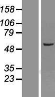 RO60 Human Over-expression Lysate