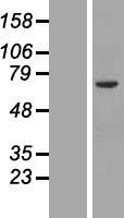 ORC2 Human Over-expression Lysate
