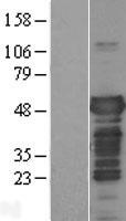 Tau (MAPT) Human Over-expression Lysate