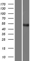 PACSIN1 Human Over-expression Lysate