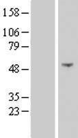 NSUN7 Human Over-expression Lysate