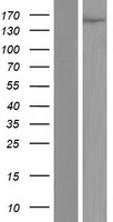 UPF2 Human Over-expression Lysate