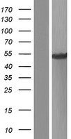 THEG Human Over-expression Lysate