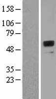 Pregnancy Specific Glycoprotein 1 (PSG1) Human Over-expression Lysate