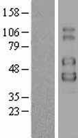IL2 Receptor gamma (IL2RG) Human Over-expression Lysate