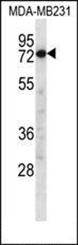 CAPN8 antibody