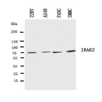IRAK2 Antibody