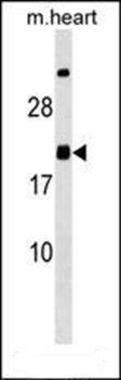 MED9 antibody