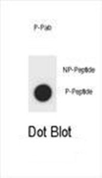 AMOT (phospho-Y599) antibody
