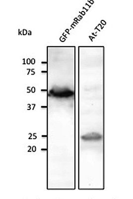 Rab11b antibody