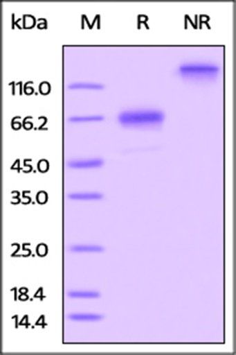 Rat OX40 / TNFRSF4 / CD134 Protein