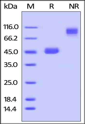 Mouse GITR Ligand / TNFSF18 Protein