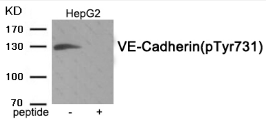 VE-Cadherin (Phospho-Tyr731) Antibody