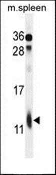 RPL39 antibody