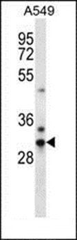 CDRT15L1 antibody