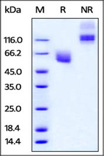 Cynomolgus / Rhesus macaque CD47 Protein