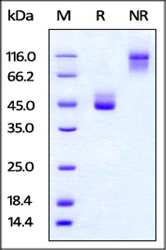 Cynomolgus / Rhesus macaque TIGIT Protein