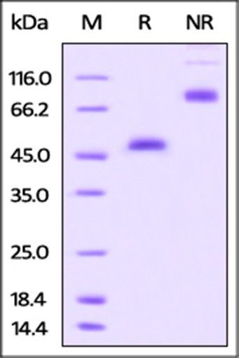 Rhesus macaque GITR / TNFRSF18 Protein