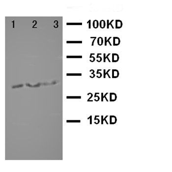 survivin/BIRC5 Antibody