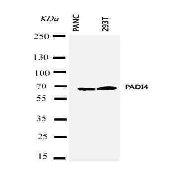 PADI4/PAD4 Antibody