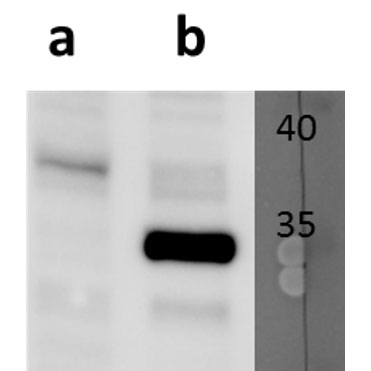 ORF13 (VZV) antibody