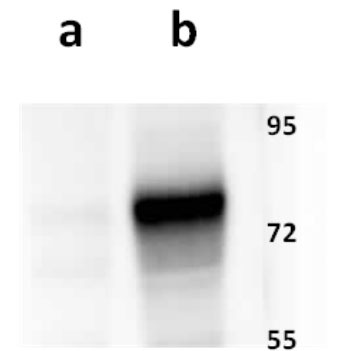 ORF14 (VZV) antibody
