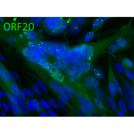 ORF20 (VZV) antibody