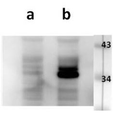 ORF23 (VZV) antibody