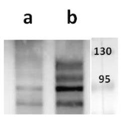 ORF37 (VZV) antibody