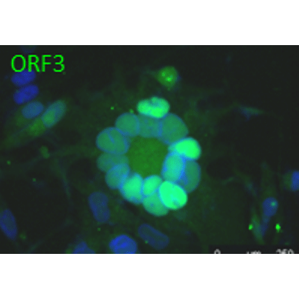 ORF3 (VZV) antibody