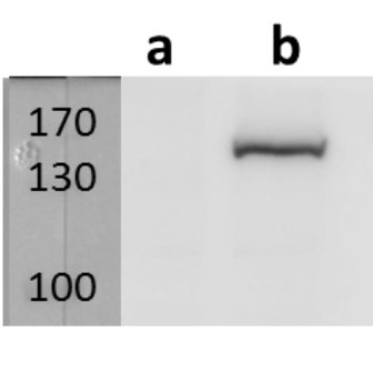 ORF40/MCP (VZV) antibody