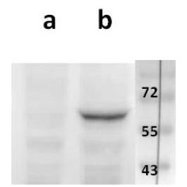 ORF48 (VZV) antibody