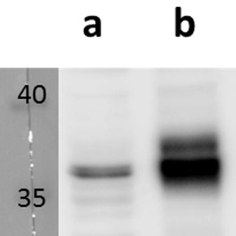 ORF53 (VZV) antibody