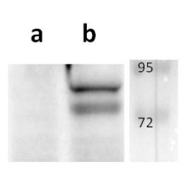 ORF54 (VZV) antibody