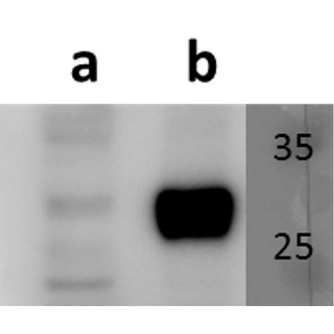 ORF58 (VZV) antibody