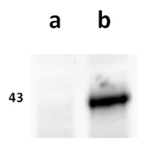 ORF63 (VZV) antibody