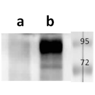ORF68 (VZV) antibody