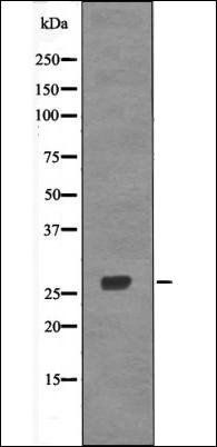 p27 Kip1 (Phospho-Thr157) antibody