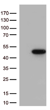 p38 (MAPK14) antibody