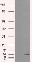 p38 (MAPK14) antibody