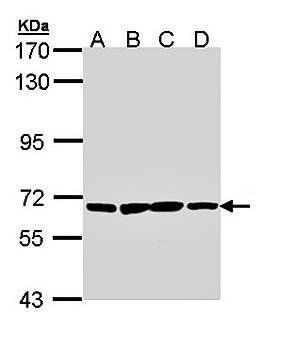 PABP1-dependent poly A-specific ribonuclease subunit PAN3 antibody