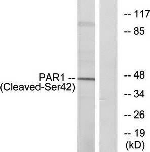 PAR1 (Cleaved-Ser42) antibody