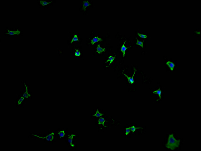 PCDHGB7 antibody
