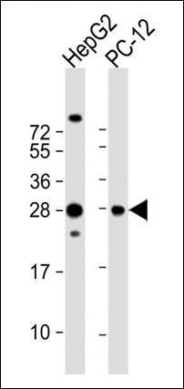 PCMT1 antibody