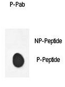 PDHE1A (phospho-Ser232) antibody