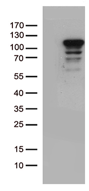 Peroxiredoxin 5 (PRDX5) antibody