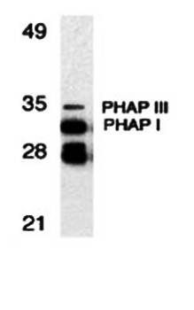 PHAP Antibody